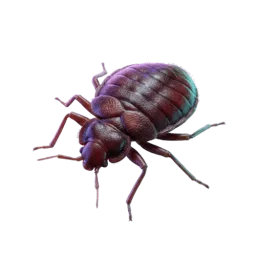 Punaise de lit (Cimex lectularius) — Traitement professionnel anti-nuisibles à Paris et Île-de-France par Kosmos 3D
