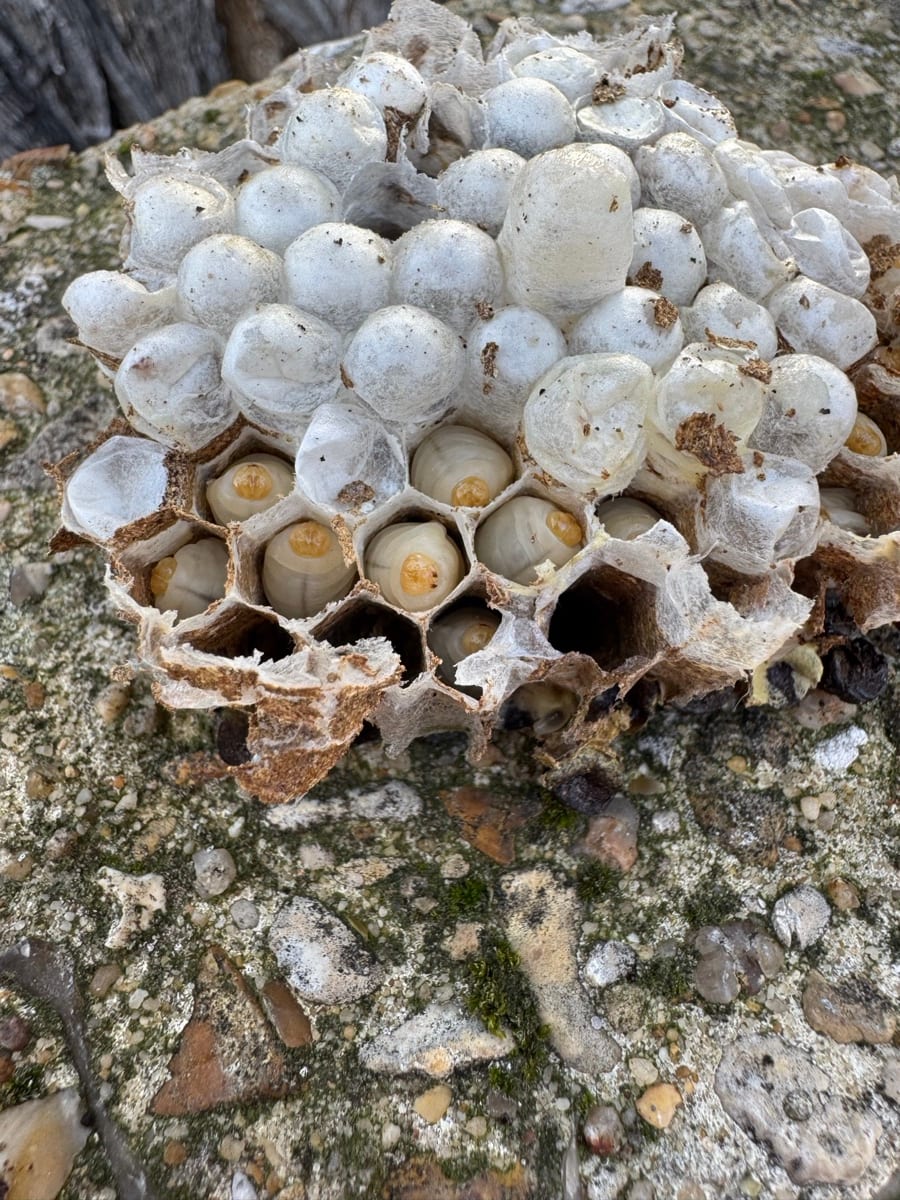 Nid de guêpes ouvert avec larves visibles — destruction par Kosmos 3D